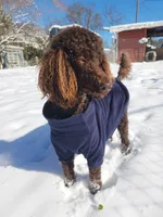 Baer, a male Poodle - Standard  for sale in Spartanburg, SC – 7 of 8