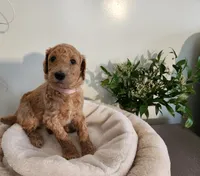 Baby, a female Poodle - Standard  for sale in Spartanburg, SC – 4 of 10