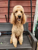 Baby, a female Poodle - Standard  for sale in Spartanburg, SC – 10 of 10