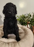Aza, a female Poodle - Standard  for sale in Spartanburg, SC – 2 of 8