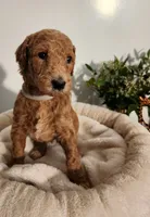 Fiona, a female Poodle - Standard  for sale in Spartanburg, SC – 2 of 7
