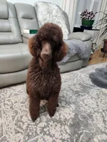 Baby, a female Poodle - Standard  for sale in Spartanburg, SC – 5 of 10