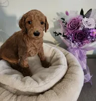 Sasha, a female Poodle - Standard  for sale in Spartanburg, SC – 2 of 7