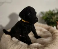 Baer, a male Poodle - Standard  for sale in Spartanburg, SC – 2 of 8