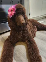 Sasha, a female Poodle - Standard  for sale in Spartanburg, SC – 6 of 7
