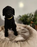 Baer, a male Poodle - Standard  for sale in Spartanburg, SC – 6 of 8