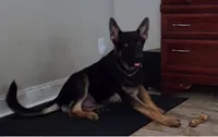 Bullet, a male German Shepherd Dog for sale in Ocklawaha, FL – 2 of 2