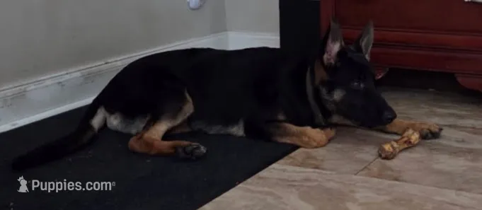 Bullet – German Shepherd Dog puppy for sale in Ocklawaha, FL