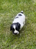 Jett, a male English Cocker Spaniel for sale in New Vienna, OH – 4 of 8