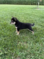Bruno, a male Shiba Inu for sale in New Vienna, OH – 2 of 4
