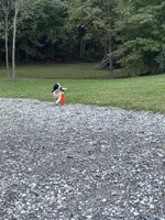 Ruger, a male English Cocker Spaniel for sale in New Vienna, OH – 2 of 8