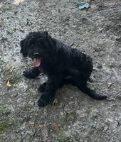Jade, a female Miniature Goldendoodle for sale in New Vienna, OH – 4 of 5