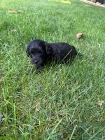 Jack, a male Miniature Goldendoodle for sale in New Vienna, OH – 3 of 8