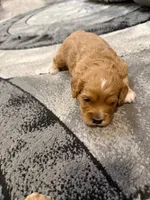 Rocco, a male Cavapoo for sale in New Vienna, OH – Photo 2 of 2