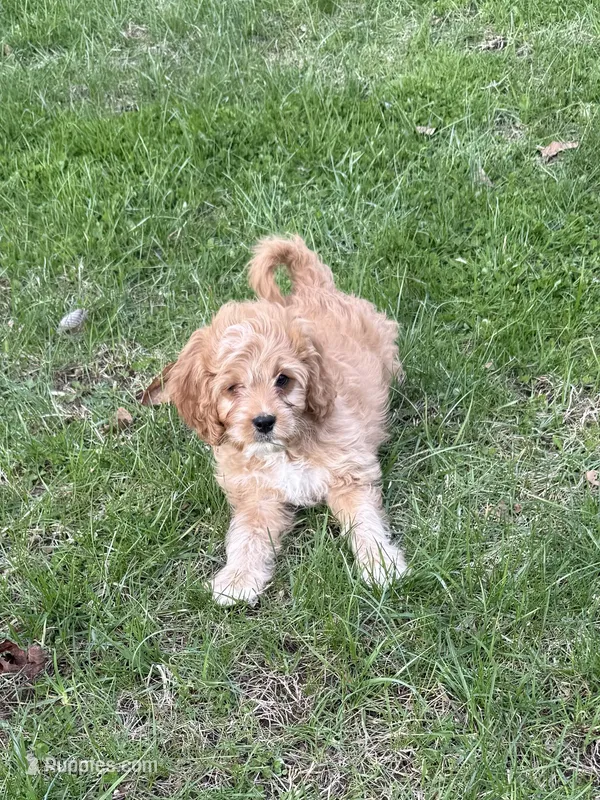 Rocco – Cavapoo puppy for sale in New Vienna, OH
