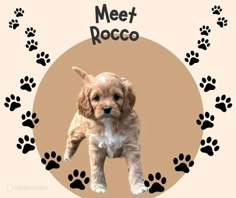 Rocco – Cavapoo puppy for sale in New Vienna, OH
