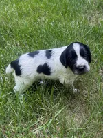 Jett, a male English Cocker Spaniel for sale in New Vienna, OH – 1 of 8