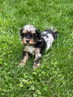 Artemis, a male Cavapoo for sale in New Vienna, OH – 3 of 5