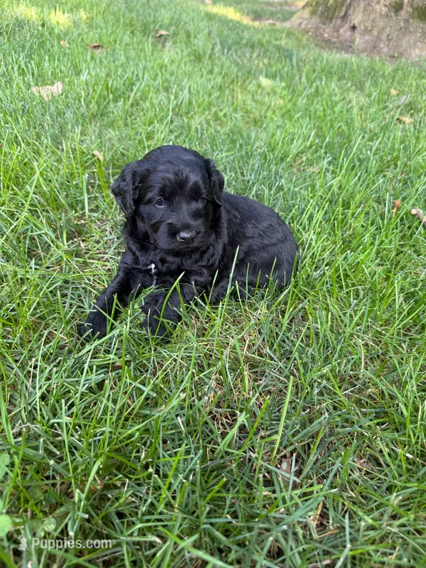 Jade – Miniature Goldendoodle puppy for sale in New Vienna, OH