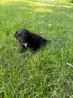 Jasper, a male Miniature Goldendoodle for sale in New Vienna, OH – 8 of 8