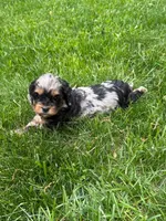 Artemis, a male Cavapoo for sale in New Vienna, OH – 1 of 5