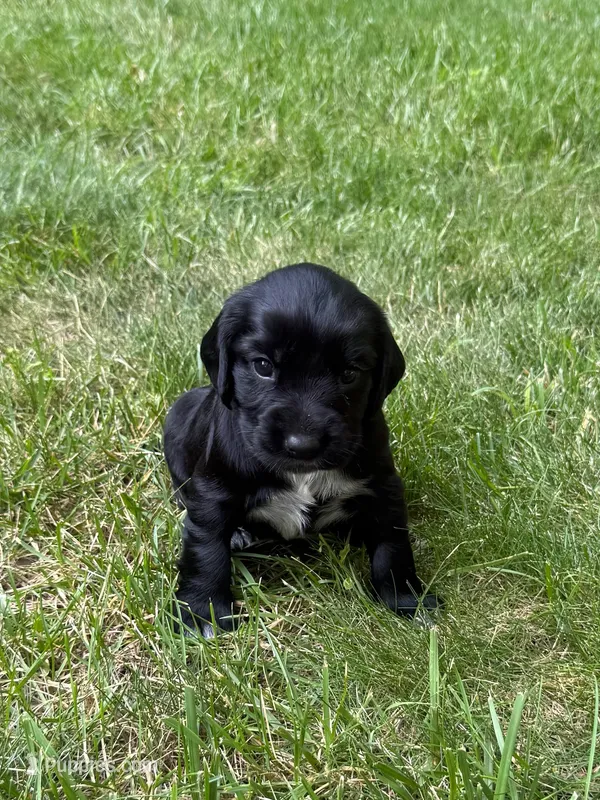 Athena – English Cocker Spaniel puppy for sale in New Vienna, OH