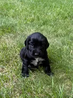 Athena, a female English Cocker Spaniel for sale in New Vienna, OH – 1 of 6