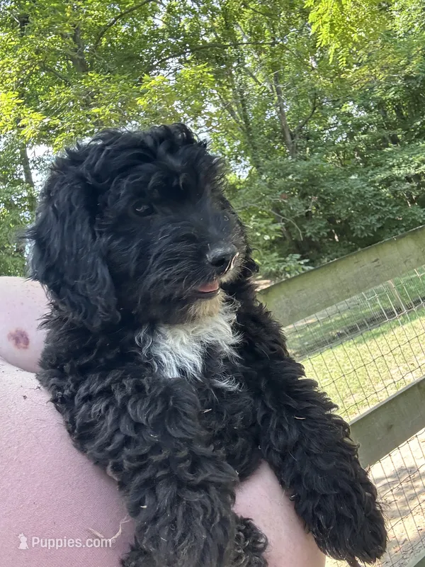 Jasper – Miniature Goldendoodle puppy for sale in New Vienna, OH