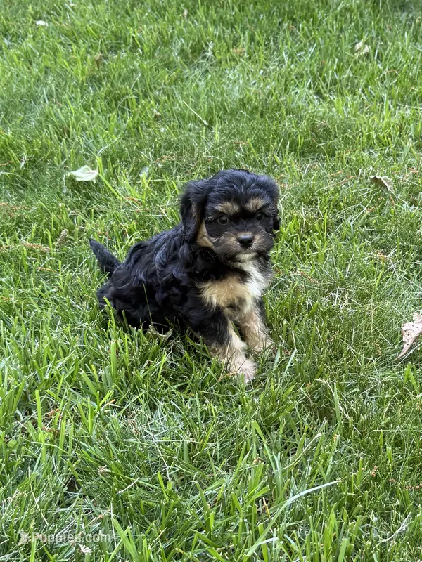 Ace – Cavapoo puppy for sale in New Vienna, OH