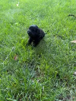 Jade, a female Miniature Goldendoodle for sale in New Vienna, OH – 5 of 7