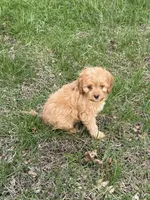 Rusty, a male Cavapoo for sale in New Vienna, OH – Photo 4 of 5
