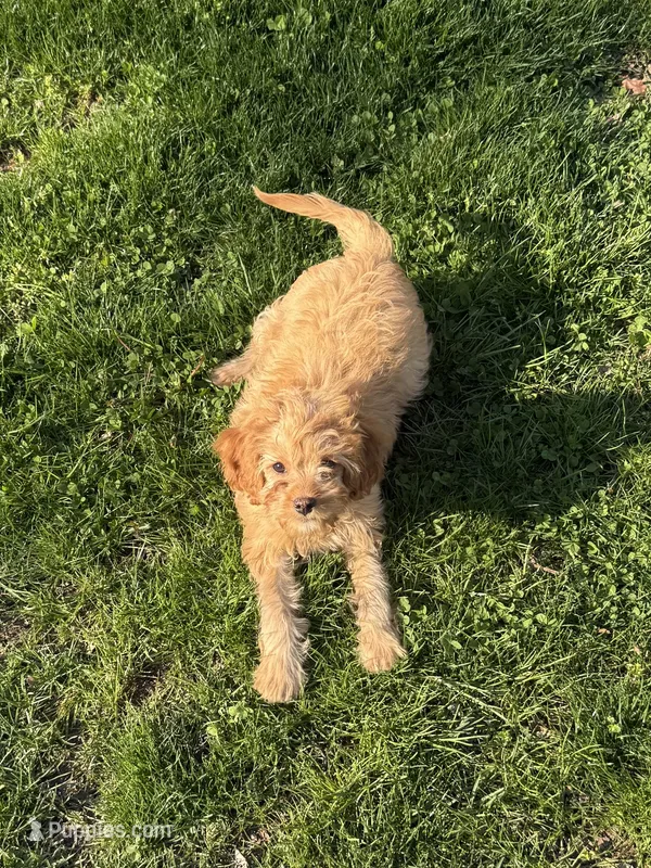 Rusty – Cavapoo puppy for sale in New Vienna, OH