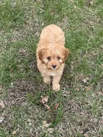 Rusty, a male Cavapoo for sale in New Vienna, OH – Photo 2 of 5