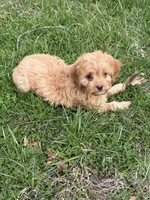 Rusty, a male Cavapoo for sale in New Vienna, OH – Photo 3 of 5