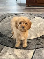 Rusty, a male Cavapoo for sale in New Vienna, OH – Photo 2 of 5
