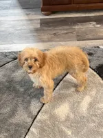 Rusty, a male Cavapoo for sale in New Vienna, OH – Photo 3 of 5