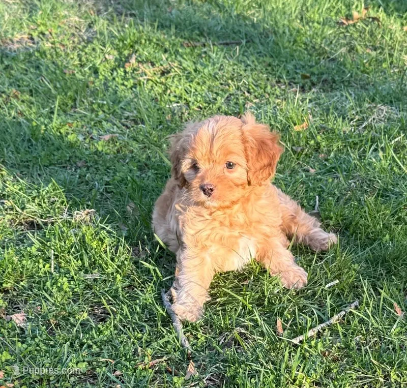 Rusty – Cavapoo puppy for sale in New Vienna, OH
