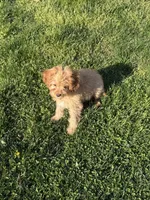 Rusty, a male Cavapoo for sale in New Vienna, OH – Photo 5 of 5