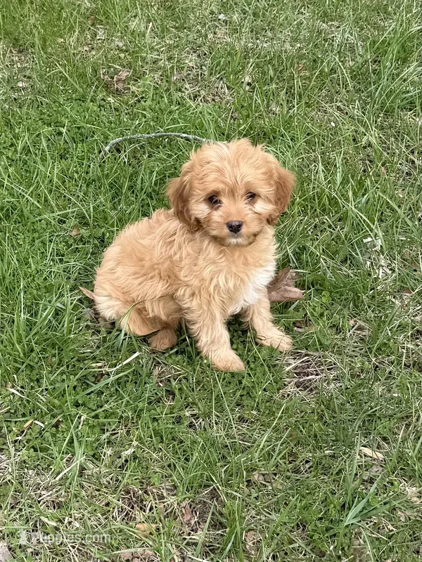 Rusty – Cavapoo puppy for sale in New Vienna, OH