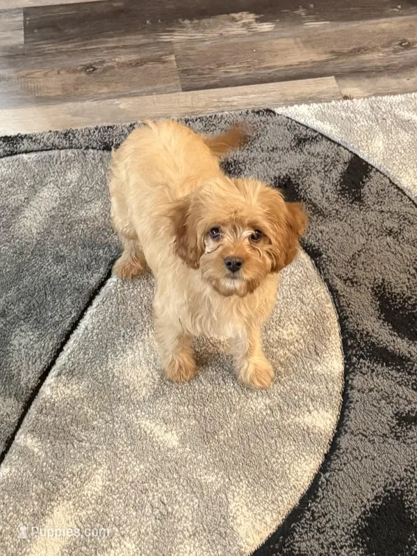Rusty – Cavapoo puppy for sale in New Vienna, OH
