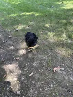 Jack, a male Miniature Goldendoodle for sale in New Vienna, OH – 3 of 3
