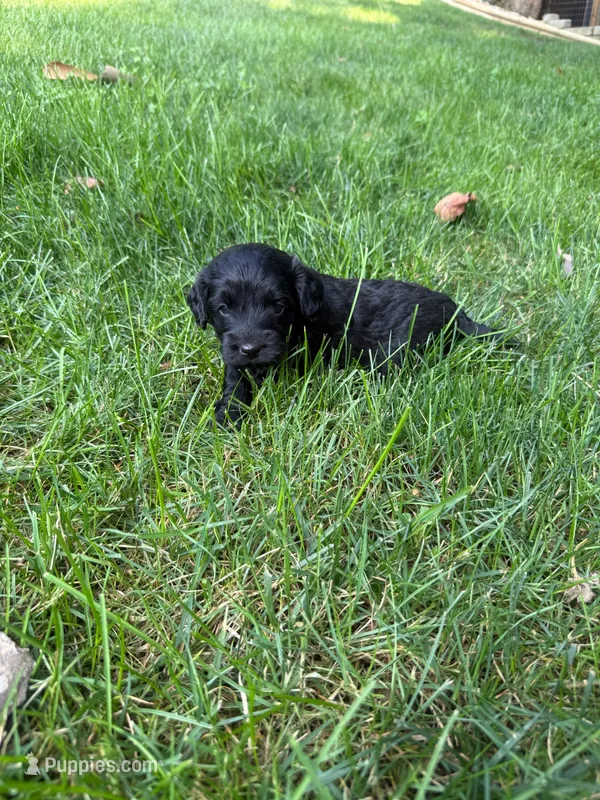 Jack – Miniature Goldendoodle puppy for sale in New Vienna, OH