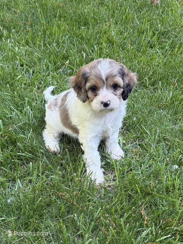 Apollo – Cavapoo puppy for sale in New Vienna, OH