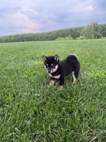 Bruno, a male Shiba Inu for sale in New Vienna, OH – 3 of 4
