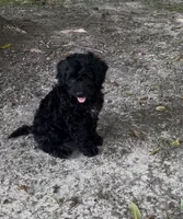 Jade, a female Miniature Goldendoodle for sale in New Vienna, OH – 1 of 5