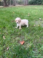 Lulu, a female Poodle - Miniature  for sale in New Vienna, OH – 4 of 4