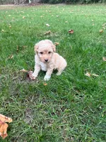 Jax, a male Poodle - Miniature  for sale in New Vienna, OH – 4 of 5