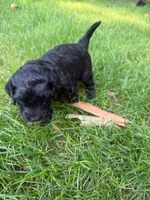 Jasper, a male Miniature Goldendoodle for sale in New Vienna, OH – 4 of 8