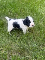 Rambo, a male English Cocker Spaniel for sale in New Vienna, OH – 4 of 9