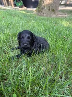Jade, a female Miniature Goldendoodle for sale in New Vienna, OH – 2 of 7